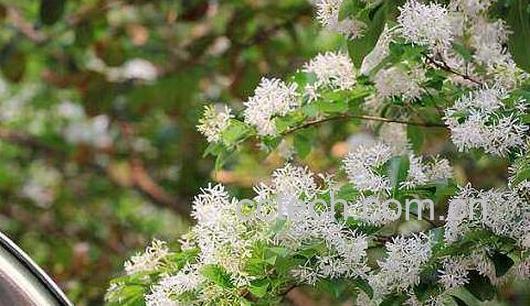 什么是流苏树 流苏树的药用价值-1