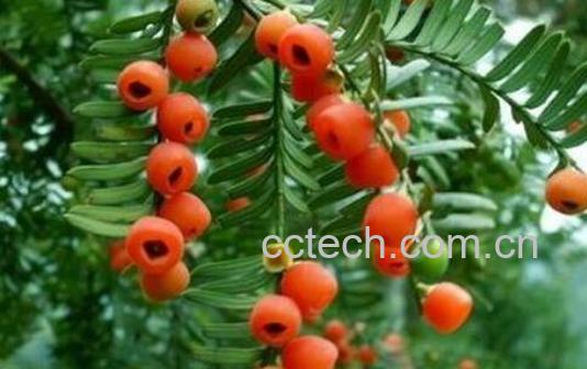 红豆杉木的功效与作用 红豆杉的八大功效-1