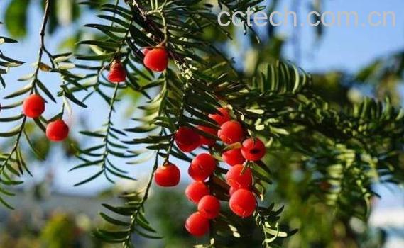 红豆杉怎么吃好 红豆杉的正确食用方法-0