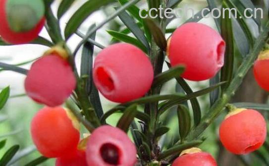 红豆杉的功效与作用及禁忌-1