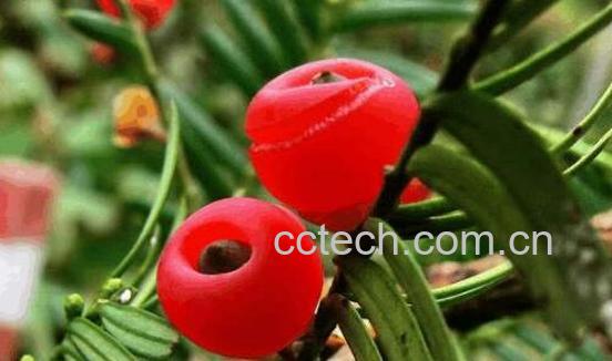 红豆杉泡水喝的功效 红豆杉泡水的禁忌-0