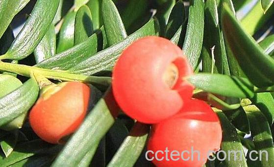 红豆杉泡水喝的功效 红豆杉泡水的禁忌-1