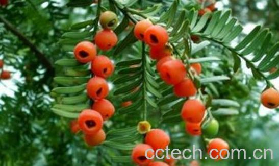 红豆杉怎么吃好 红豆杉的正确食用方法-1