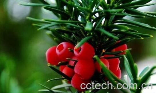 红豆杉树叶有什么作用与功效-1