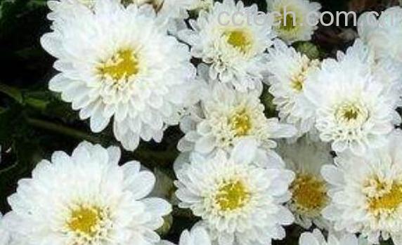 贡菊和胎菊的区别-1