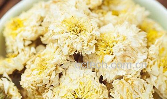 贡菊和胎菊的区别-0