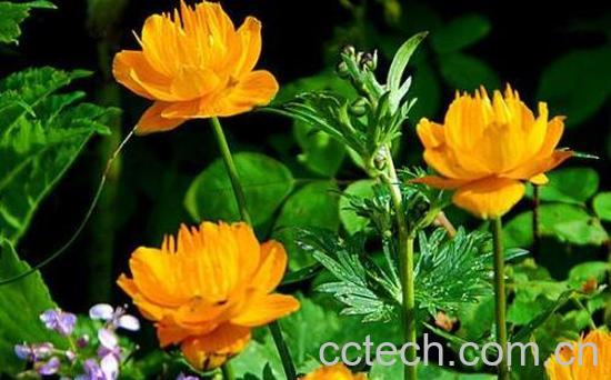 金莲花的功效与作用 金莲花的禁忌-0