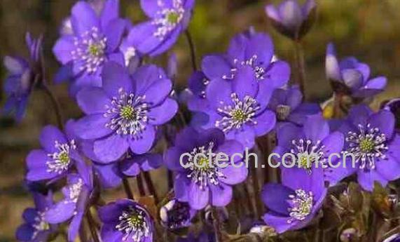 紫罗兰的功效与作用及禁忌-0