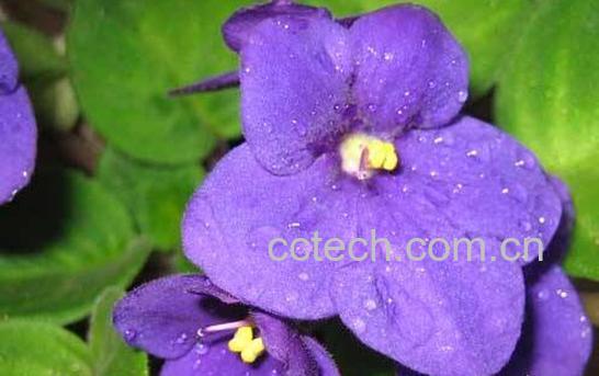 紫罗兰的功效与作用及禁忌-1