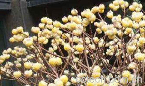 结香花的功效与作用 结香花的禁忌-1