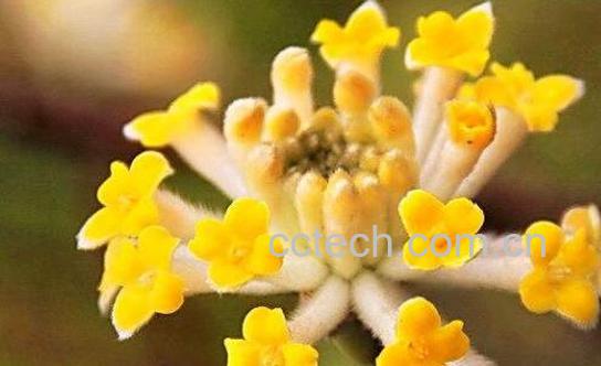 结香花泡水喝的功效与作用-0