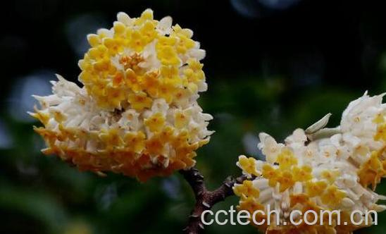 结香花泡水喝的功效与作用-1