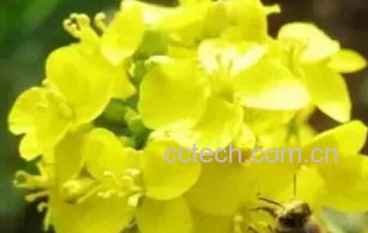 芥花与油菜花的区别 油菜花的功效与作用-0