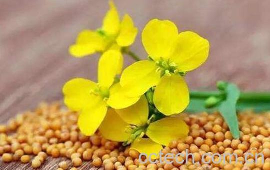 芥花与油菜花的区别 油菜花的功效与作用-1