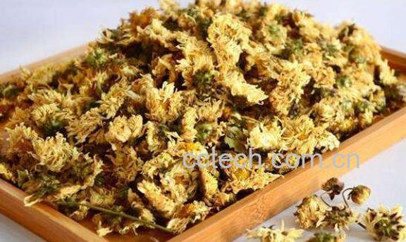 杭菊花和胎菊花的区别 胎菊花的功效与作用-1