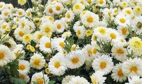 滁菊的功效与作用 滁菊的副作用-0