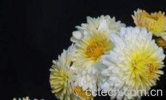 滁菊的功效与作用 滁菊的副作用-1