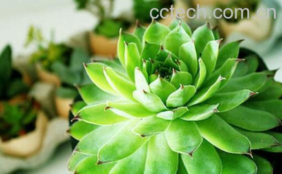 夏必死的多肉名单 多肉夏必死排行榜-0