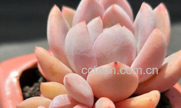 夏必死的多肉名单 多肉夏必死排行榜-1