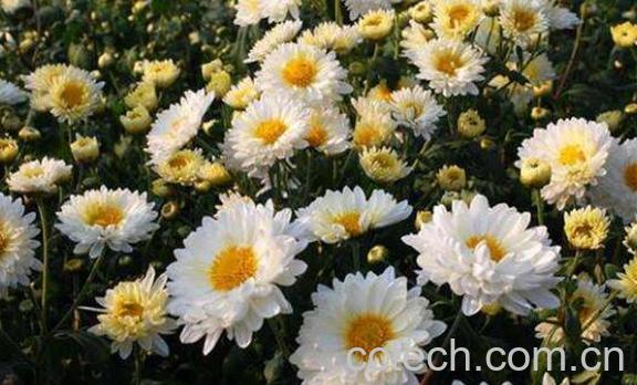 毫菊和杭白菊的区别-0