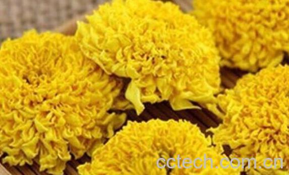 徽州皇菊和金丝皇菊的区别 金丝皇菊的功效-1