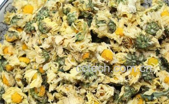 毫菊和杭白菊的区别-1