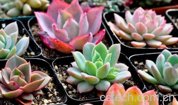 家里养多肉对女人不好 家里养多肉的好处-0