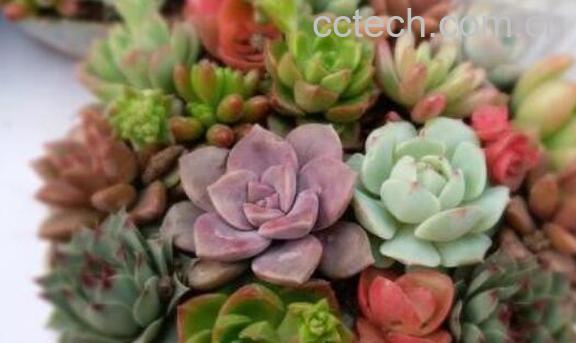 新手如何养多肉 多肉养殖方法技巧-0