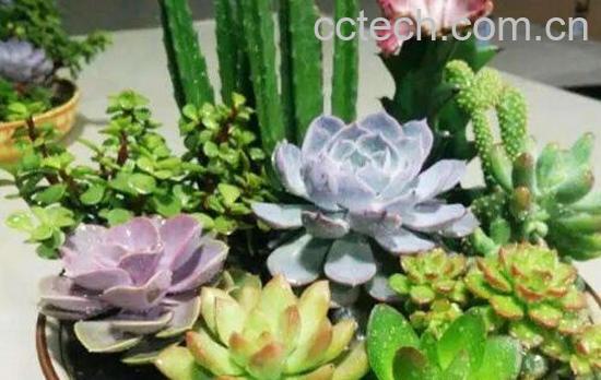 肉肉花怎么养才能爆盆-0