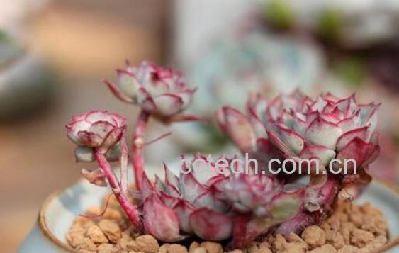 新手如何养多肉 多肉养殖方法技巧-1