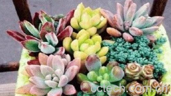 肉肉花怎么养才能爆盆-1