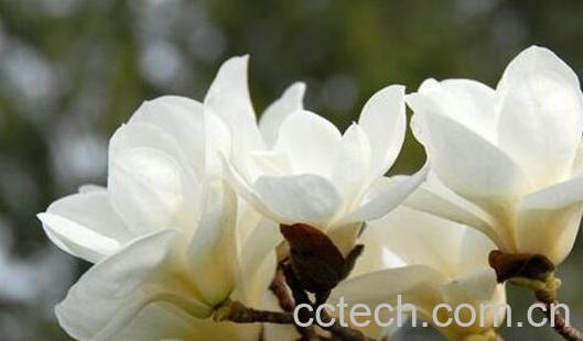 肾兰花的功效与作用-0