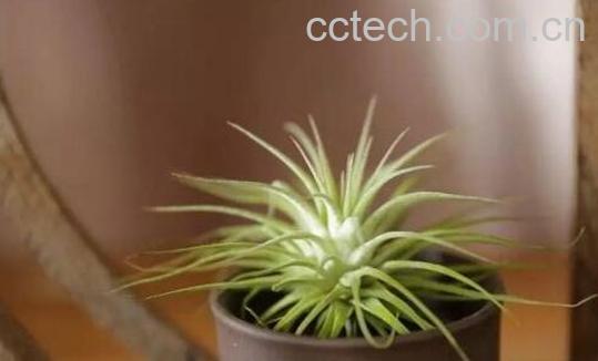 空气凤梨怎么养 空气凤梨的养殖方法和注意事项-0