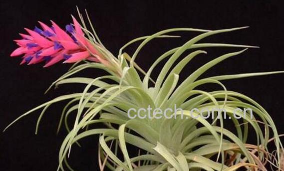 空气凤梨怎么养 空气凤梨的养殖方法和注意事项-1