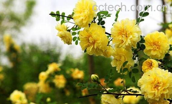 黄刺玫的功效与作用 黄刺玫的种植方法-0