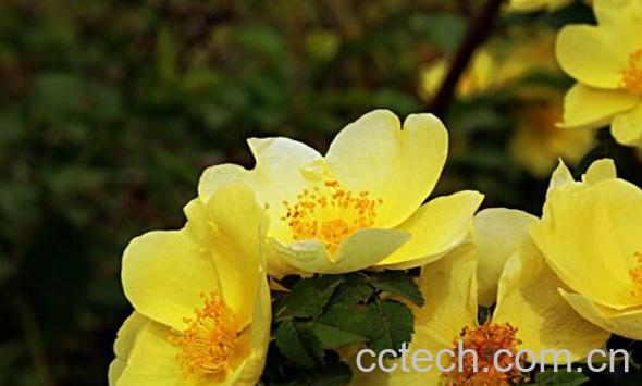 黄刺玫的功效与作用 黄刺玫的种植方法-1