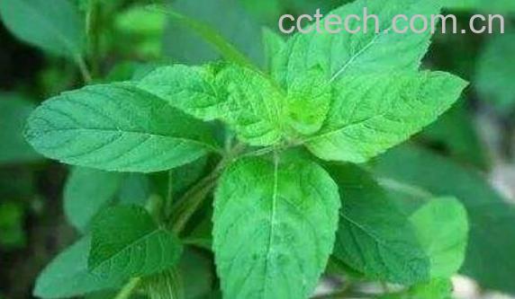 薄荷草怎么养比较好 薄荷草的正确养殖方法-1