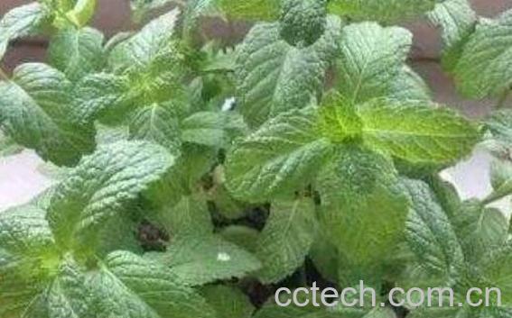 薄荷草怎么养比较好 薄荷草的正确养殖方法-0