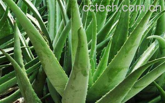 芦荟十大功效与作用-0