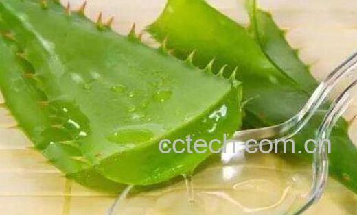 芦荟护肤有什么功效和作用-0