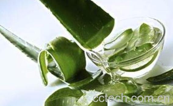 芦荟能不能吃 芦荟食用禁忌-0