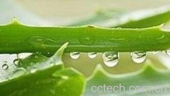 芦荟能不能吃 芦荟食用禁忌-1