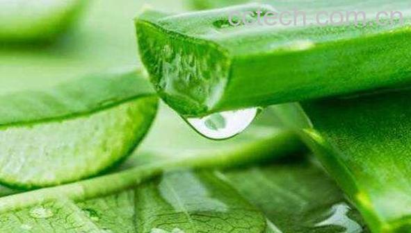 刚摘的芦荟可以擦脸吗 新鲜芦荟如何涂脸-1