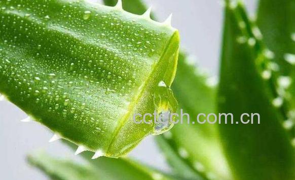 刚摘的芦荟可以擦脸吗 新鲜芦荟如何涂脸-0