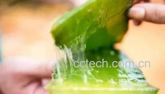 做芦荟灌肤的九大好处 芦荟灌肤的副作用-0