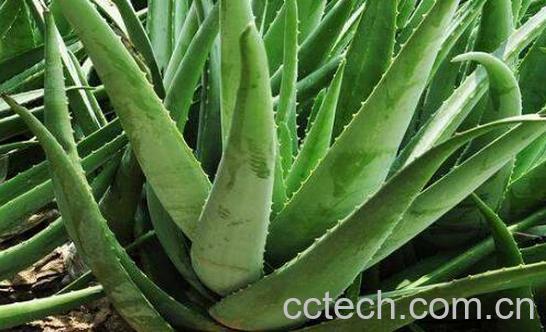 芦荟怎么养才能更旺盛-1