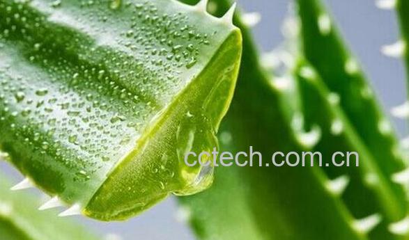 芦荟怎么养才能更旺盛-0