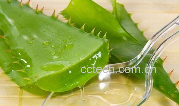 新鲜芦荟可以直接擦脸吗 芦荟怎么处理才能涂脸-0