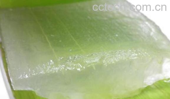 芦荟外敷的作用与功效-0