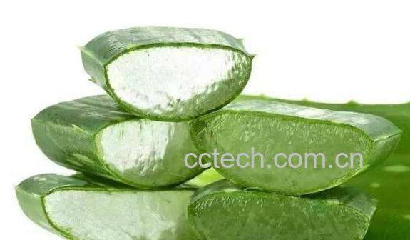 新鲜芦荟可以直接擦脸吗 芦荟怎么处理才能涂脸-1